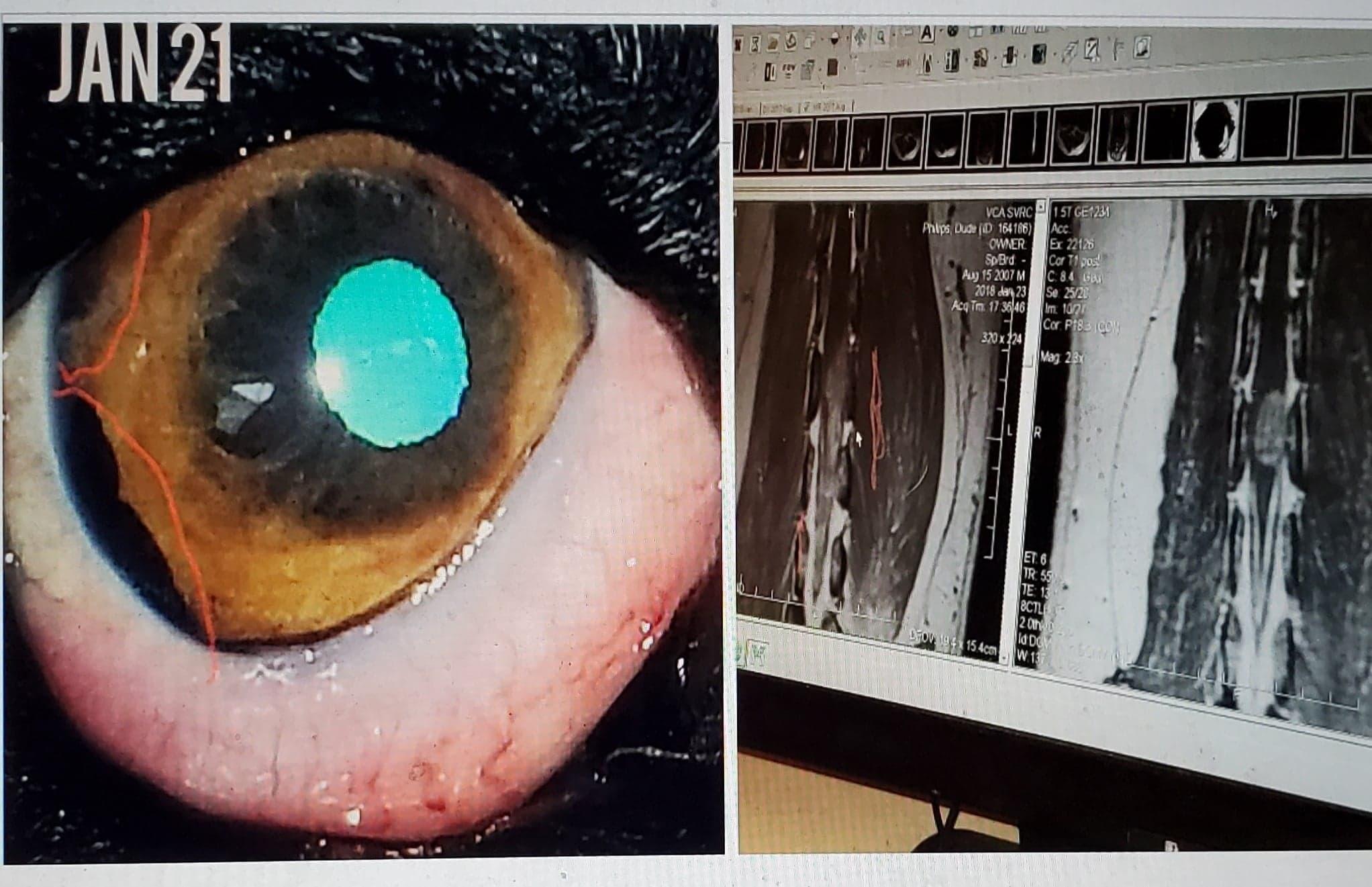 Photos of dog's eyes and MRI