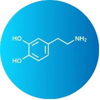 La dopamine est le neurotransmetteur carburant du corps et de l'esprit. Une biochimie cérébrale équilibrée permet de prendre de meilleures décisions financières pour son avenir - EQUILIMIND Esprit et Finances