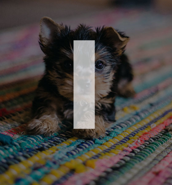 Implement with Intention