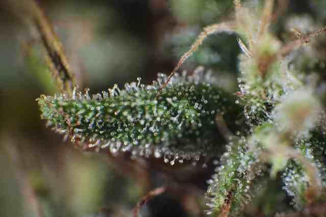 Extreme close up macro shot of a hemp flower bud, showing crystalline trichomes
