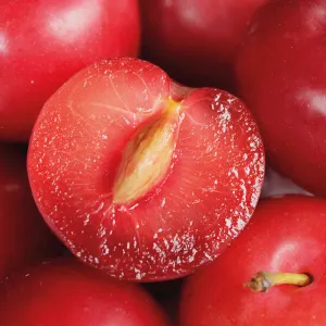 ciruela criolla