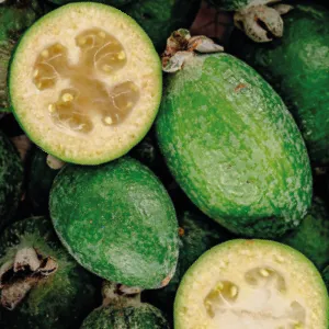 feijoa