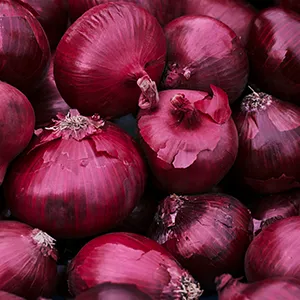 cebolla