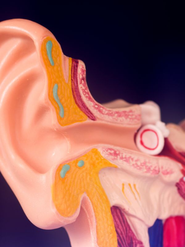 diagram of the middle ear