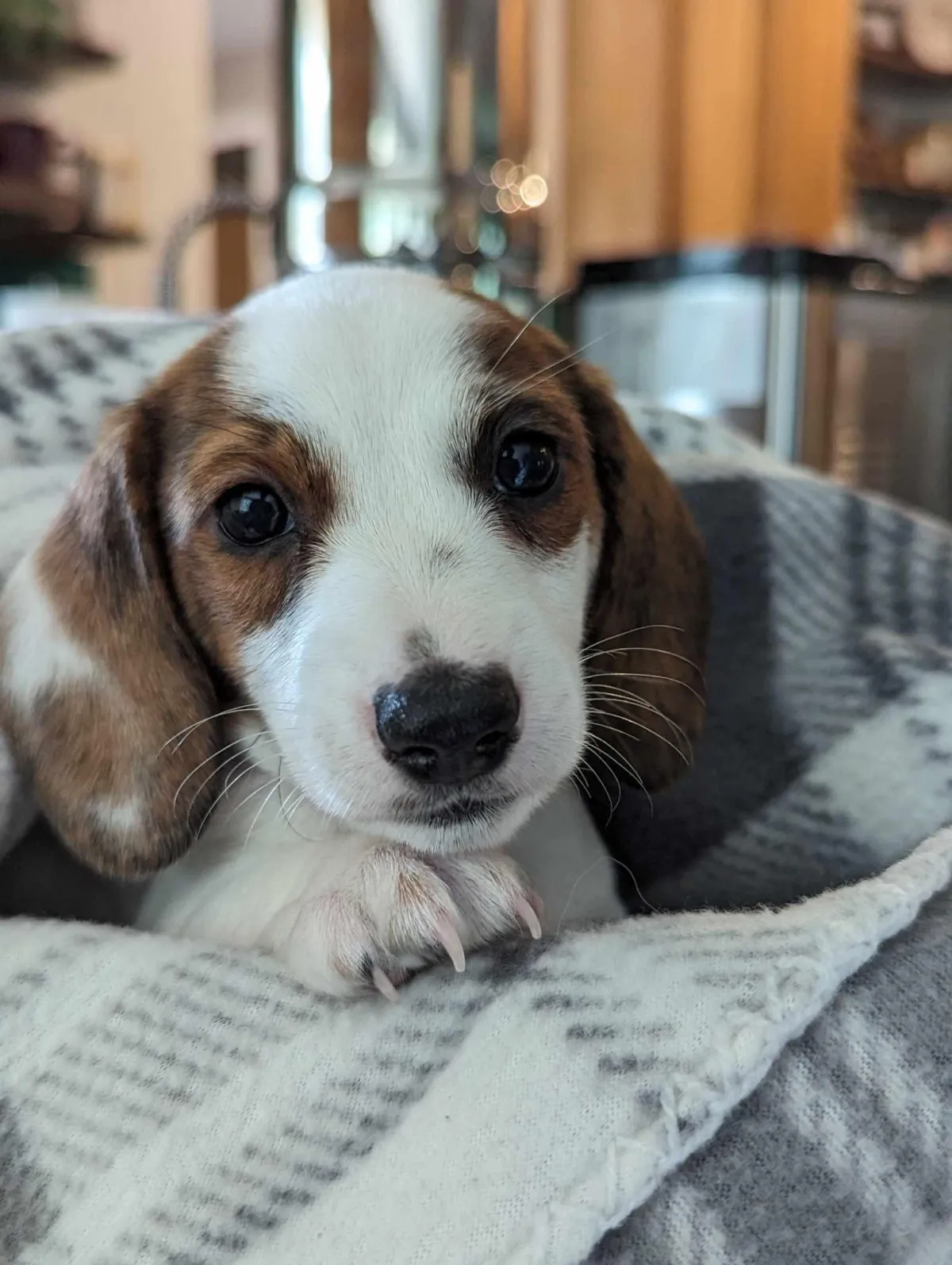 weiner puppy