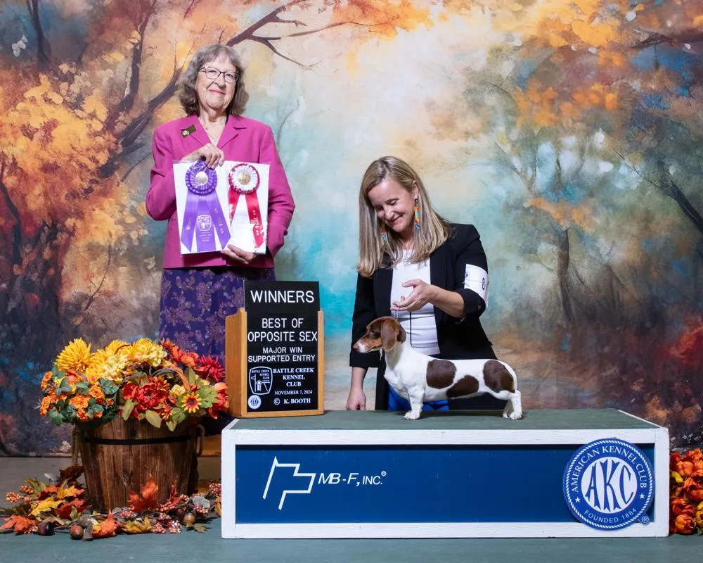 Dash hound at a dachshund show
