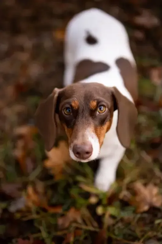 Zendoxies Milka Dachshund