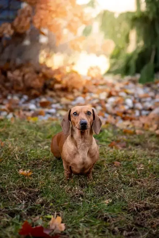 Zendoxies Smartie Dachshund