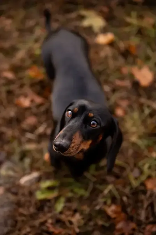 Zendoxies Ivy Dachshund