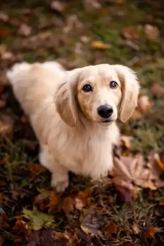 Zendoxies Finn Dachshund