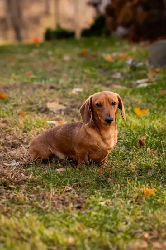 Zendoxies Jack Dachshund