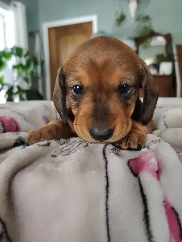 Dachshund puppy
