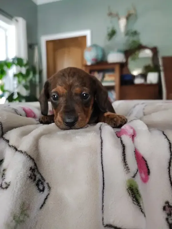 Dachshund puppy