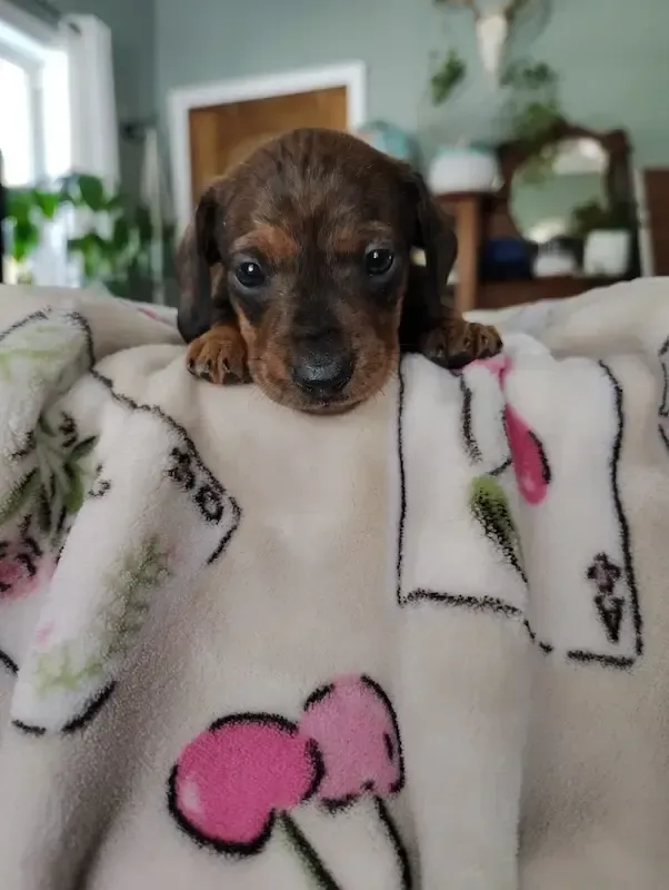 Dachshund puppy
