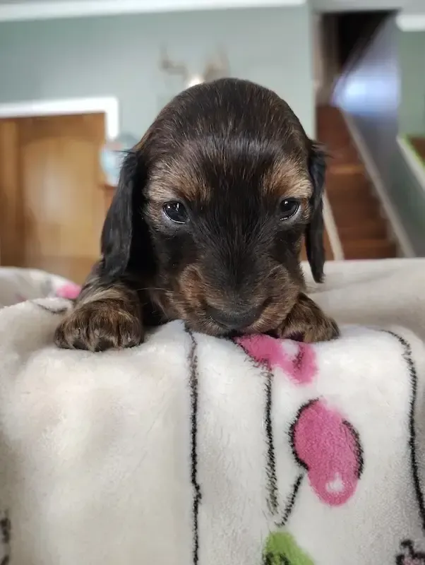 Dachshund puppy