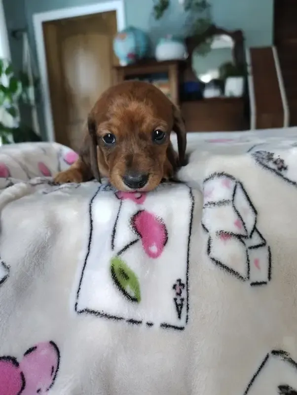 Dachshund puppy