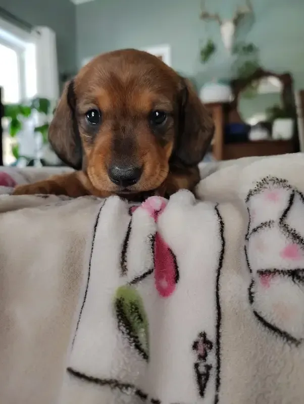 Dachshund puppy