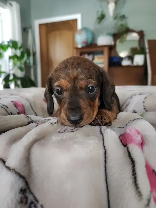 Dachshund puppy