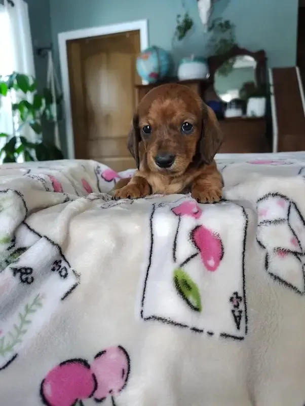 Dachshund puppy