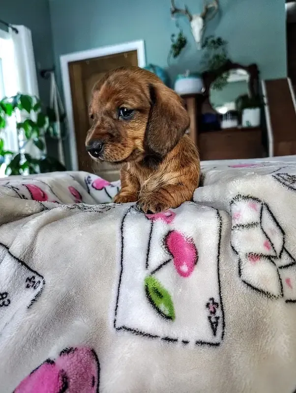 Dachshund puppy