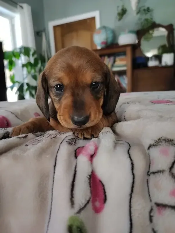 Dachshund puppy