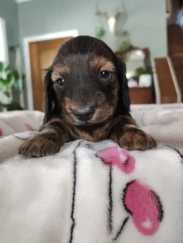 Dachshund puppy