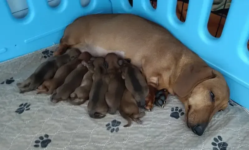 Dachshund litter