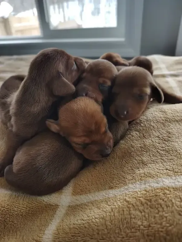 Dachshund puppy