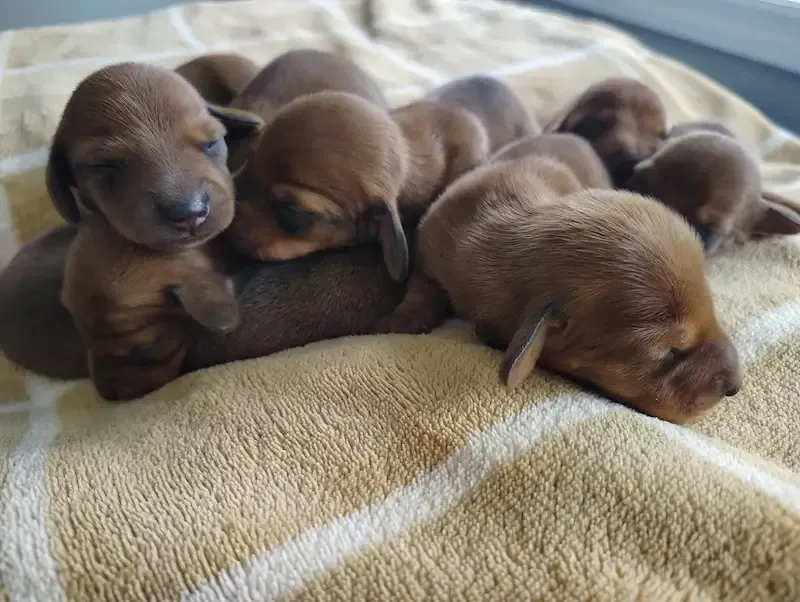 Dachshund puppy
