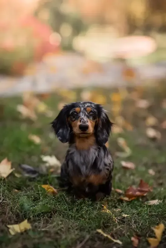 Zuri Dachshund Dog