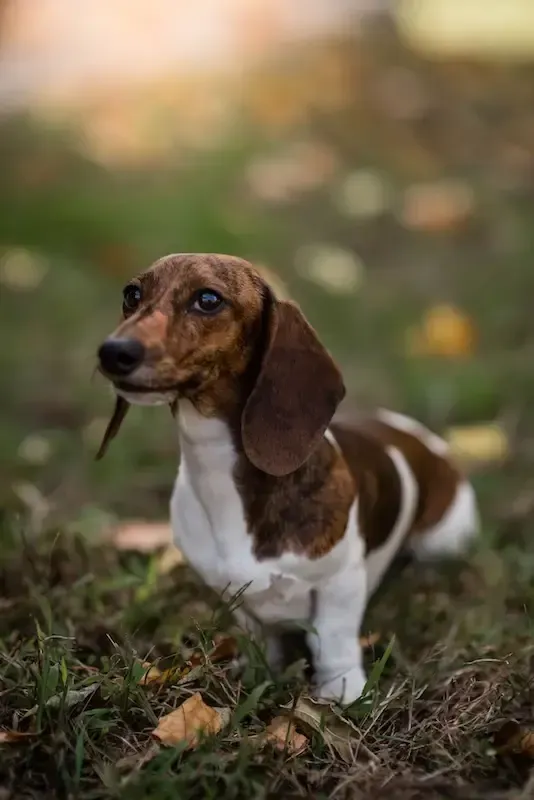 Zendoxies Maple Dachshund