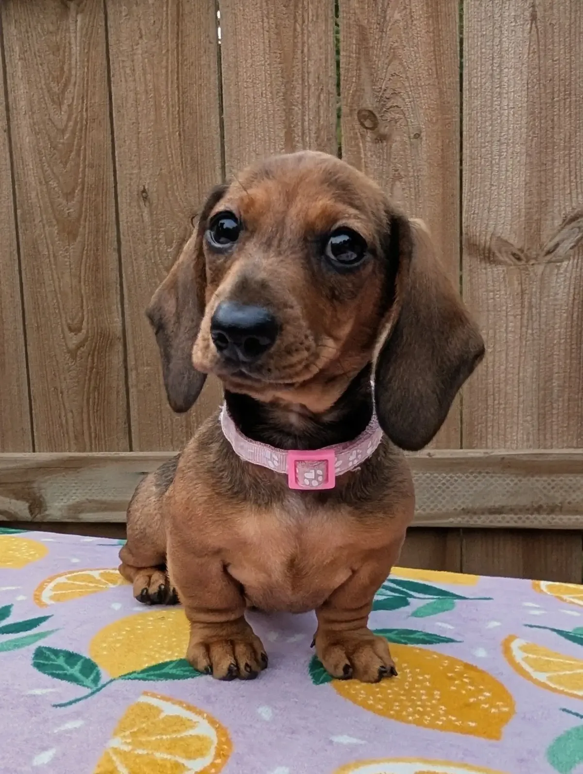 dachshund puppy