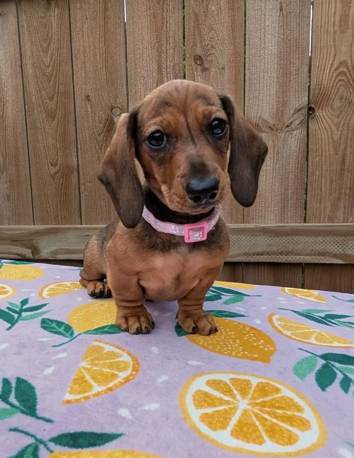 dachshund puppy