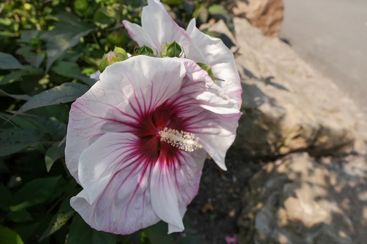 Floral detail — Executive Choices Photography