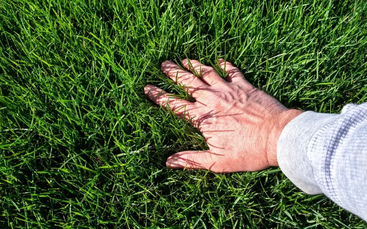 Weed-free residential lawn after professional weed control treatment in Washington, Iowa