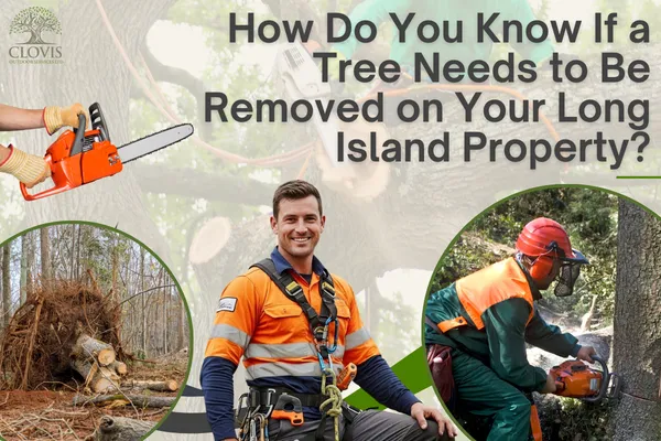 How Do You Know If a Tree Needs to Be Removed on Your Long Island Property?