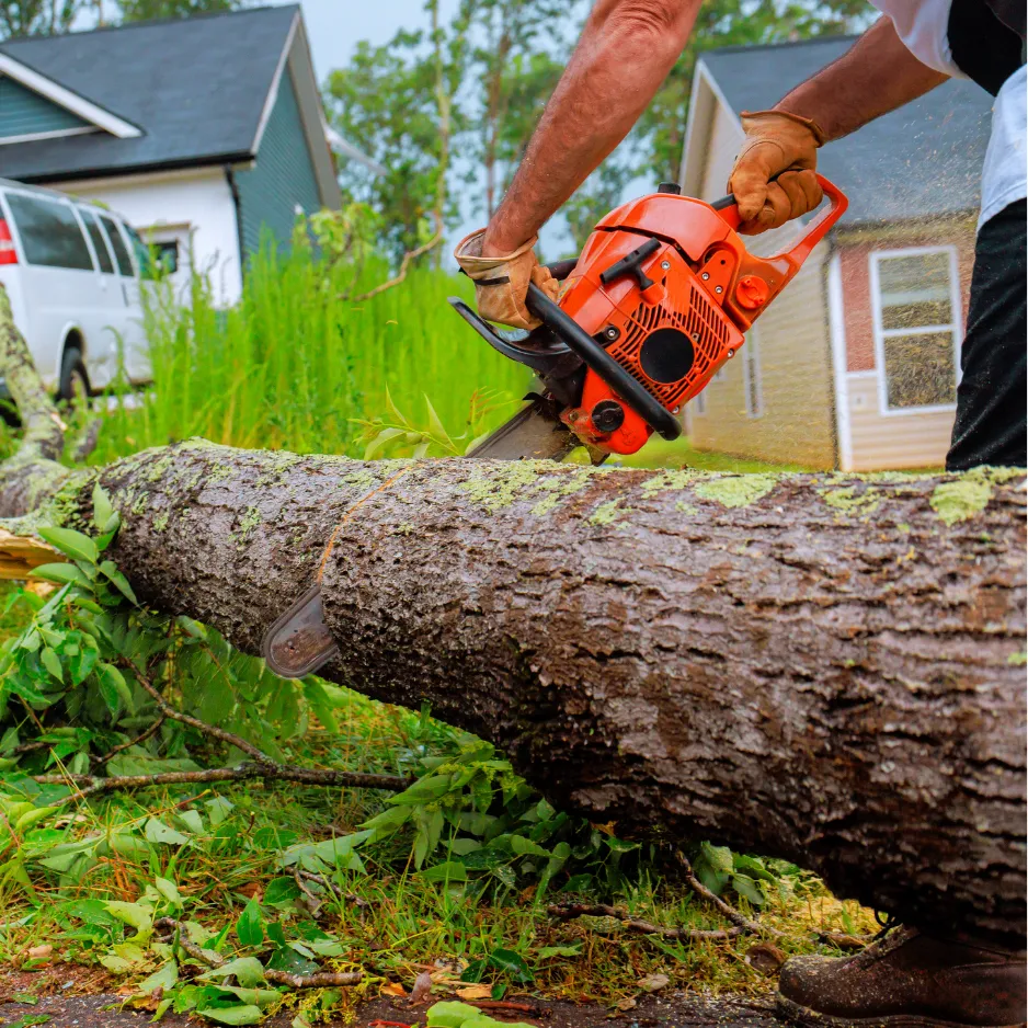 Tree Care for Brookville Properties