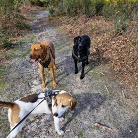 LCDogWalkingandPetServices - Group Walk