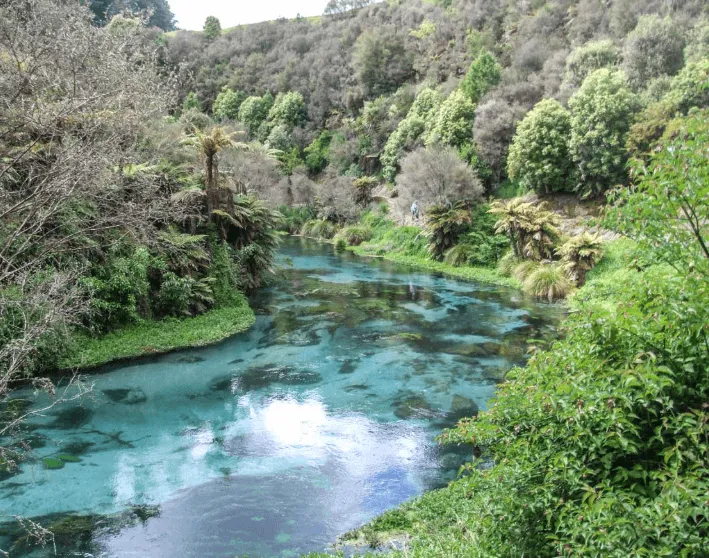 Scenic tour to Sanctuary Mountain Maungatautari, Putaruru Blue Springs and Okoroire Hot Springs