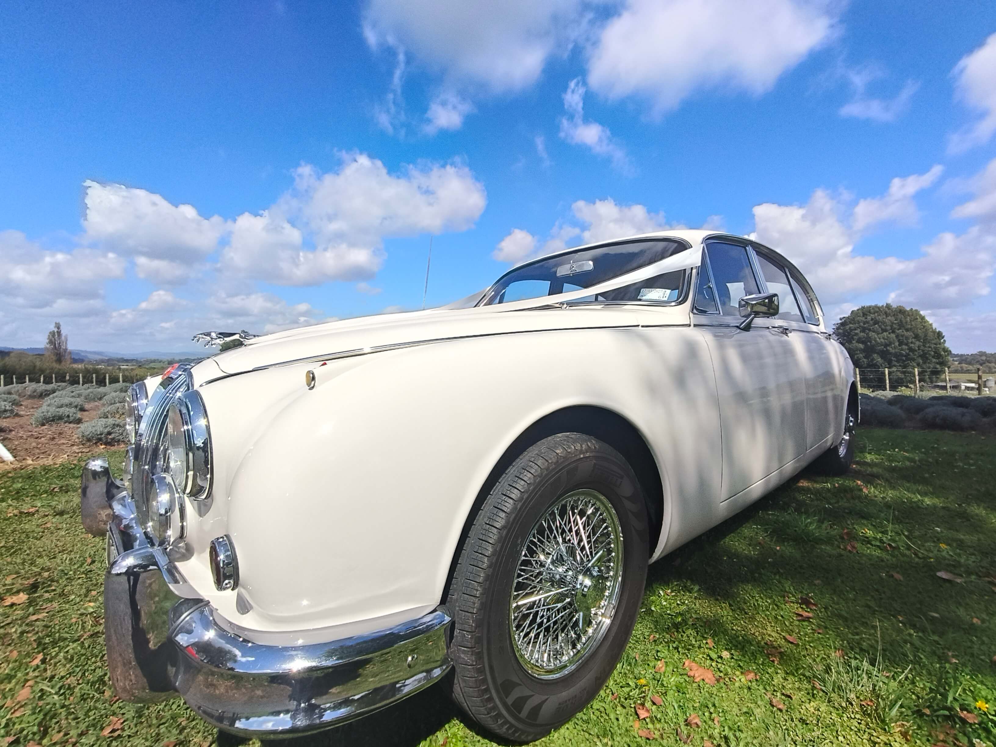 1966 Mark II Jaguar available for classic car tours and wedding car hire in Waikato