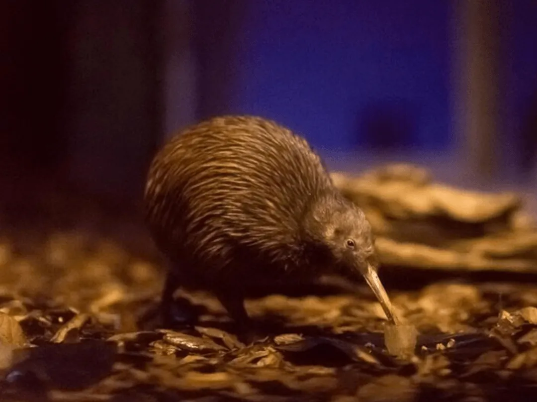 New Zealand kiwi bird at Otorohanga Kiwi House featured on a Waikato scenic tour
