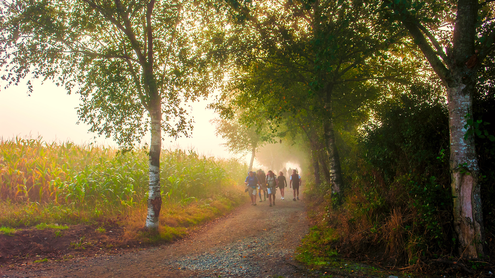 Pilgrims walking along a tree-lined dirt path in Galicia on the Camino de Santiago