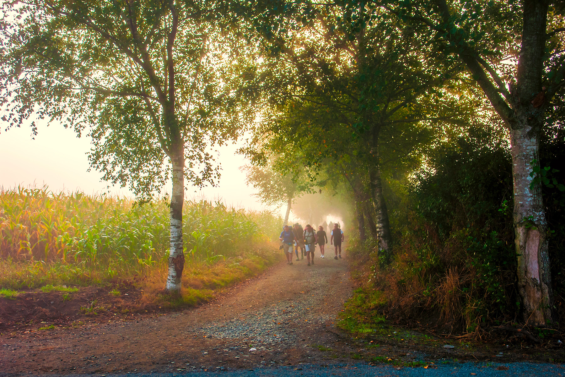 Pilgrims walking along a tree-lined dirt path in Galicia on the Camino de Santiago