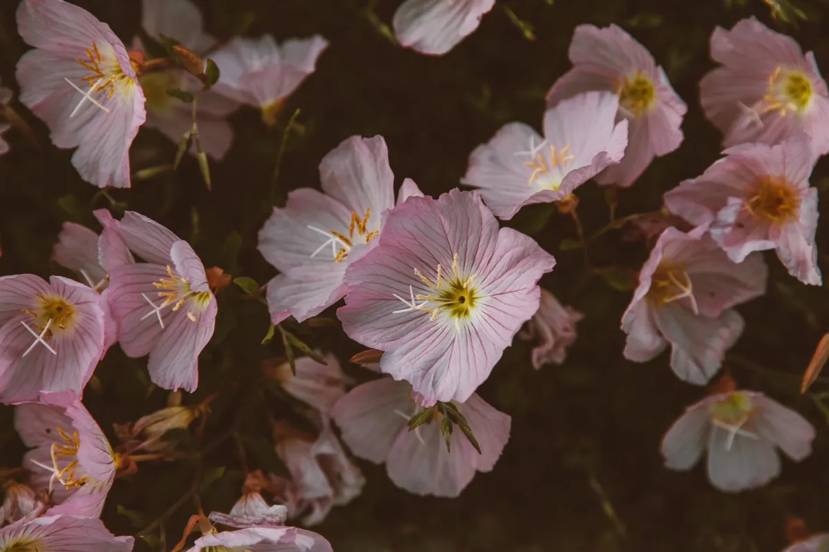 On Point Practice Flowers