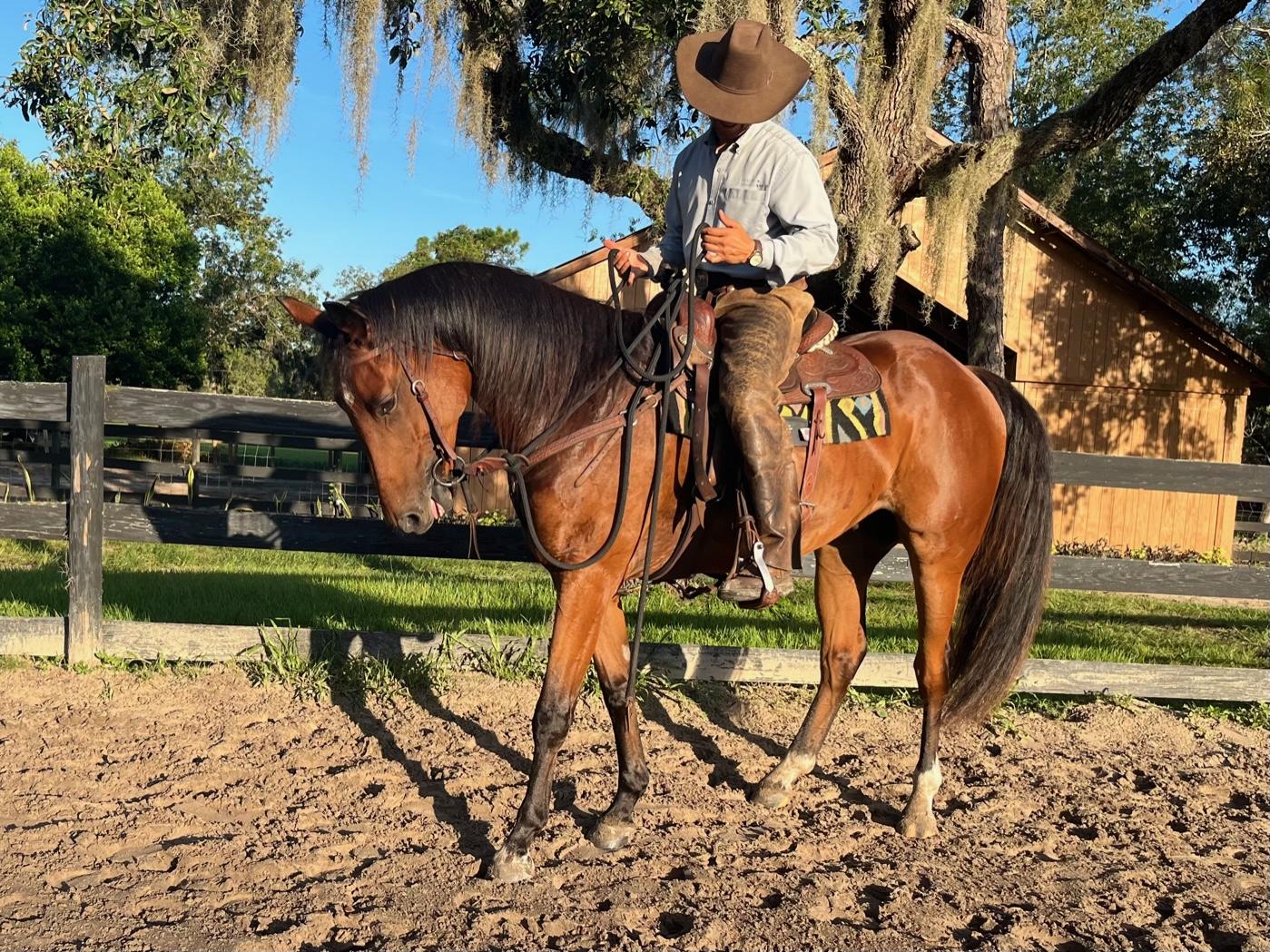 Equestrian training facility shot 8