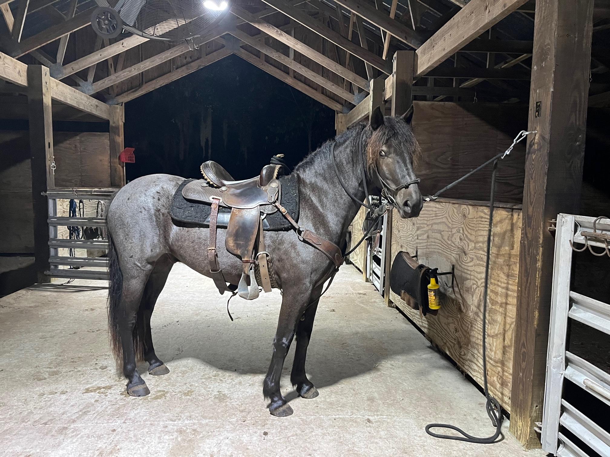 Equestrian training facility shot 6