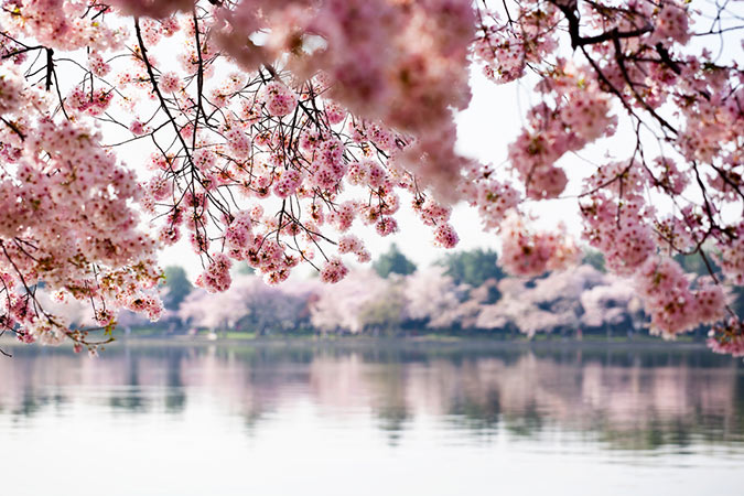 Pink spring blossoms over a calm lake, representing the spring home refresh season for Utah homeowners.