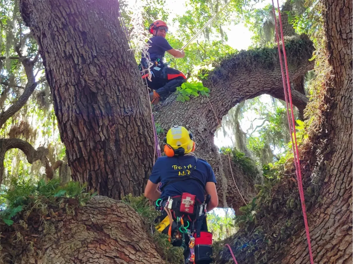 Landscape Contractor In Ventura County