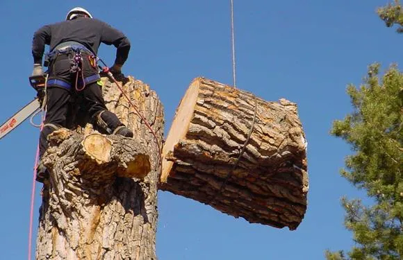 Landscape Contractor in Ventura County
