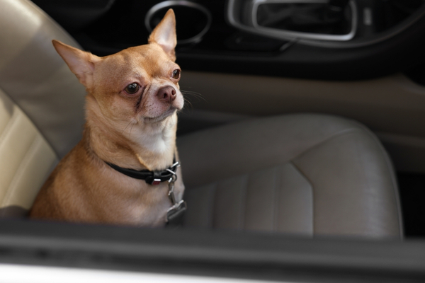 Pet Hair, Spilled Coffee & Sticky Seats: The Real Interior Detail Guide